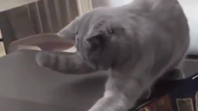 Cute and Funny Cat Videos to Keep you Smiling! Funniest cat 😹|Funny cats|Cat shorts|🤣❤️😹😍#shorts#cat