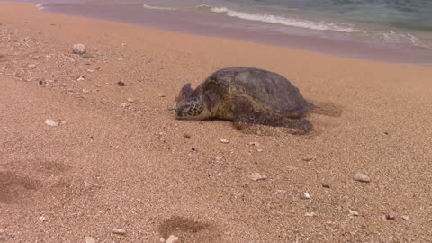 150 YEAR OLD TURTLE - Mar 25th 2016