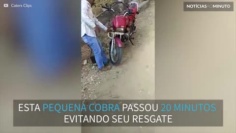 Cobra é encontrada dentro de moto na Índia