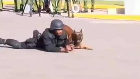 Military dog showcasing the stealth skills