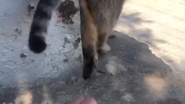 Funny Viral Cute Cats Clips😹 #funny Cute Cats Fail #shorts Video😂 #trending #animals