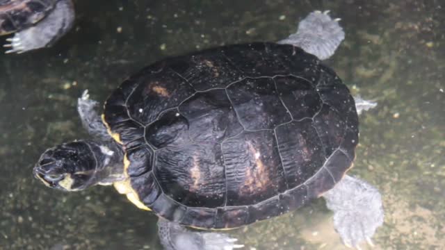 Turtle - 9220