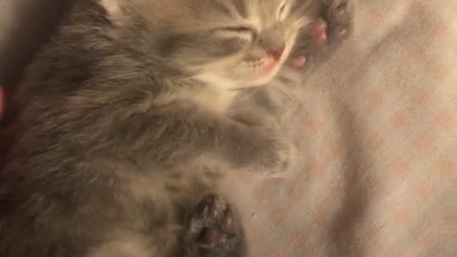 Cute and Funny Cat Videos Compilation - PART 71