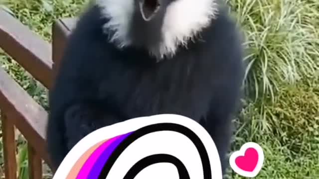 Videos