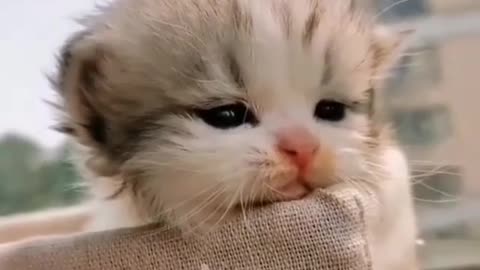 🥰Very cute babies cats |#4