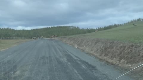 Massive Idaho Elk Herd Crosses the Road || ViralNEWS