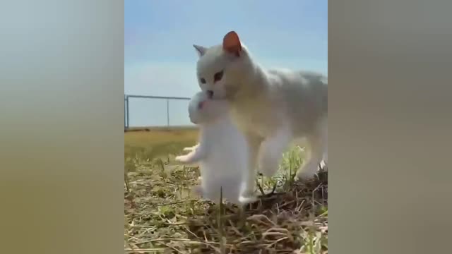 Cat Love Funny Video Comedy Videos Funny animal love video Funny Videos YouTube Apple Web TV