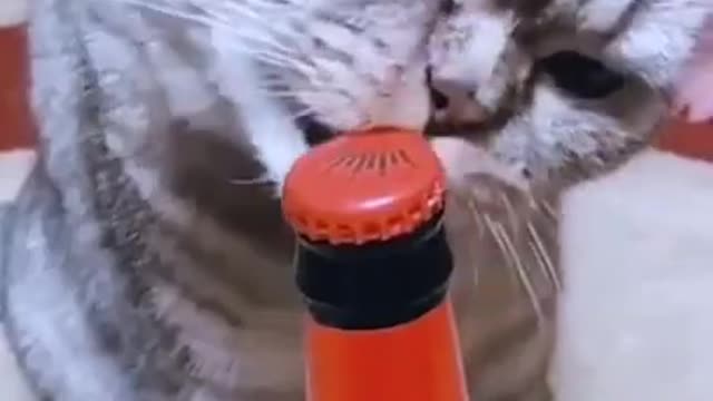 funny cats tiktok