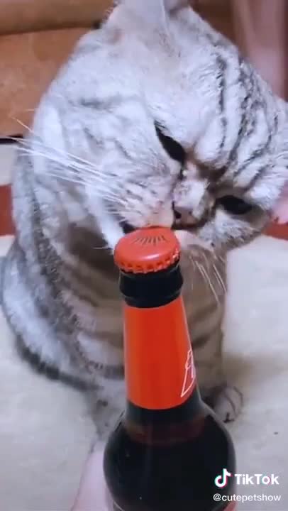 funny cats tiktok