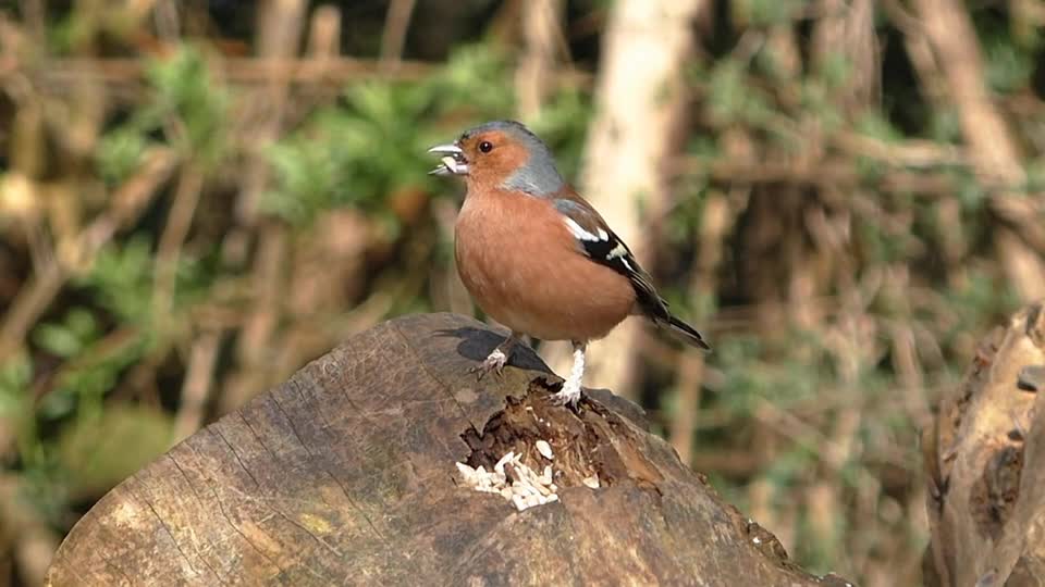world of bird on the tree eating the feed nice full hd