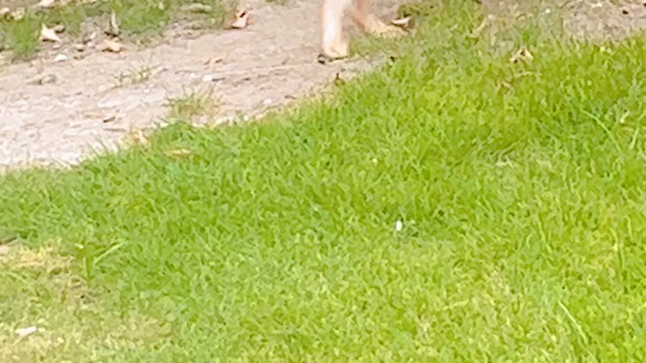 Rabbit playing in the ground