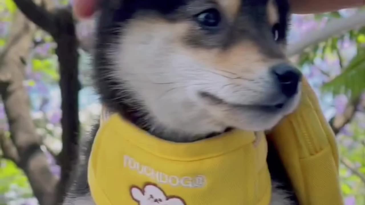 Cute Dog World New Shorts video Ep 1