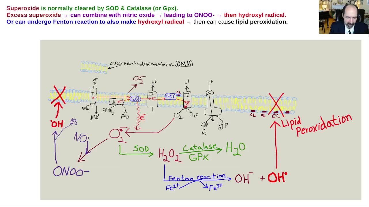 Oxidative stress, lipid peroxidation, mitochondria & dementia.