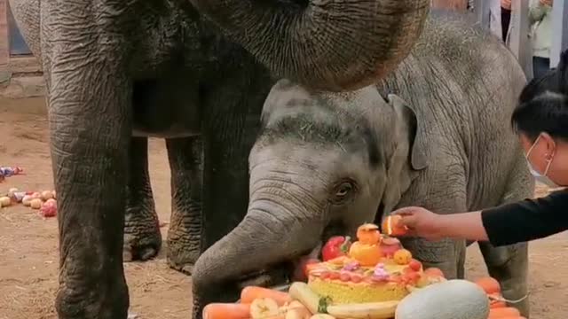 The elephant mother and son