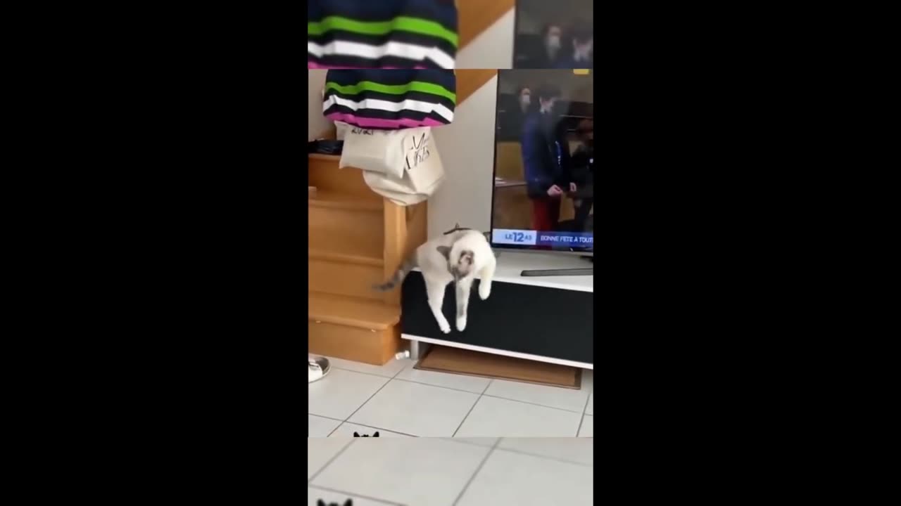 Funniest Animals 2023 😂 New Funny Cats and Dogs Videos 😻🐶 Part 1