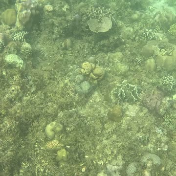 The underwater world is amazing