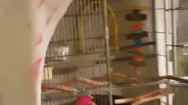 Parrot Versus Cats!!! Cockatoo attacks when cats destroy her house!