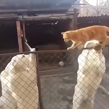 So bravely done Mission impossible movie?