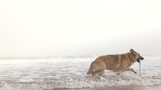 happy dog sea