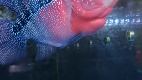 This fish has a big head