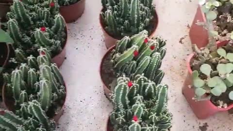 Various mini succulents and cacti