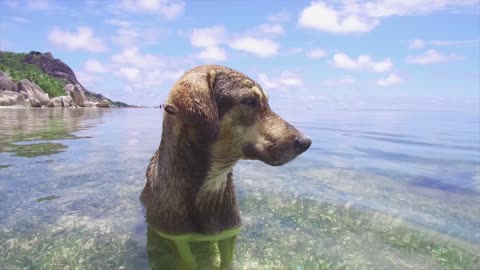 A funny dog in the sea water 🐶😊🌊⛱️