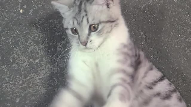Very cut cat