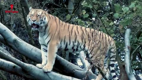 Tiger Attack Man in Forest | Fun Made Movie by Wild Fighter.