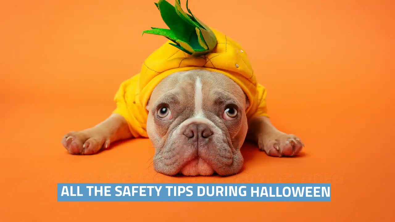 Halloween Pet Safety Tips for Pet Parents