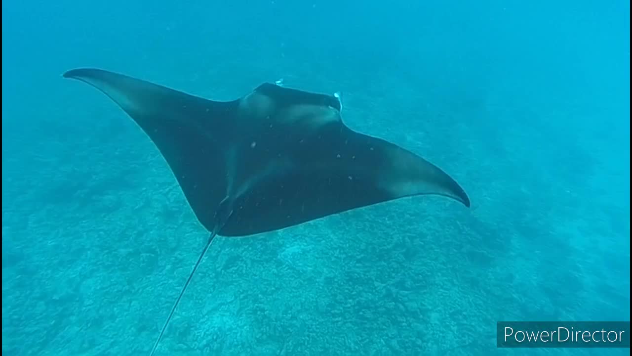 Ocean 🌊 life with fish 🐟🦈🐟 🐠🐠 ||full video||