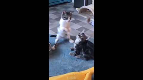 3 kittens playing looking soo cute