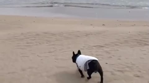 a beach run