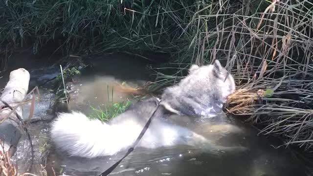 Exhausted pup sprawls out in refreshing creek