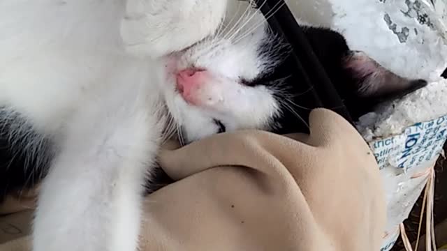 cute kitten it is drunk