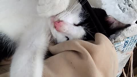 cute kitten it is drunk