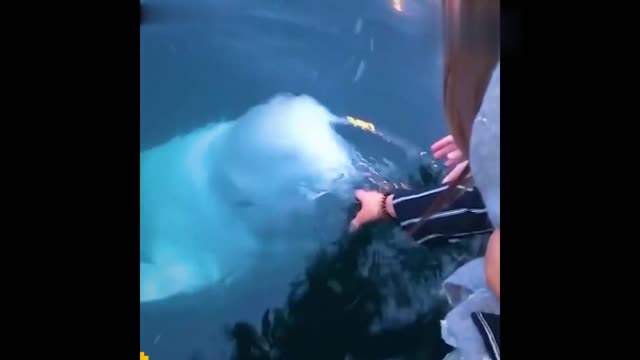 the moment animals help humans