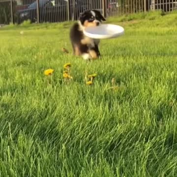 Funny Animals go WEE part 1