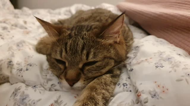 Sleepy cat in cozy mood