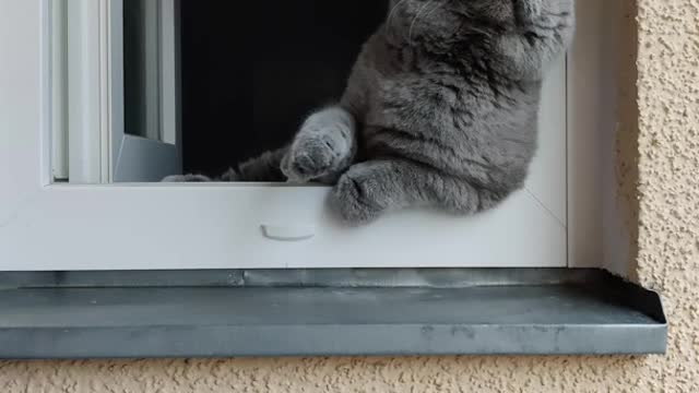 A tough cat peeking out the window spying on people