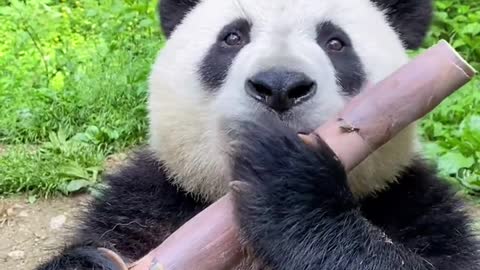 Panda loves to eat