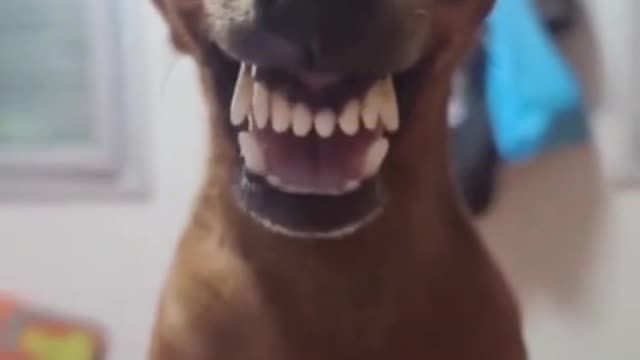 Laughing Dog 😂 ||