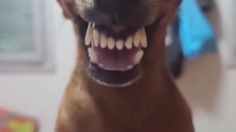 Laughing Dog 😂 ||