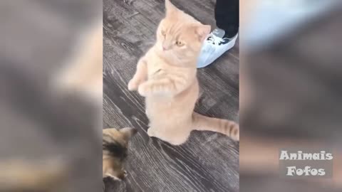 Funny animal videos - cat and dog # 3'