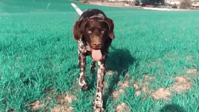 cute dog, be the first to