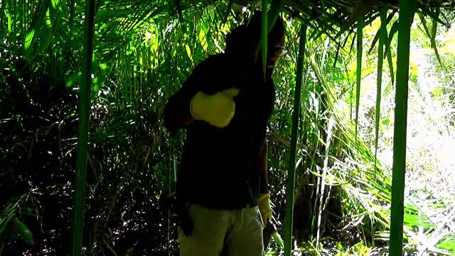 Dica de como fazer um abrigo natural na floresta
