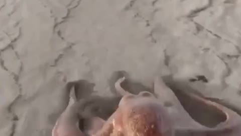 I bet you've never seen this in person