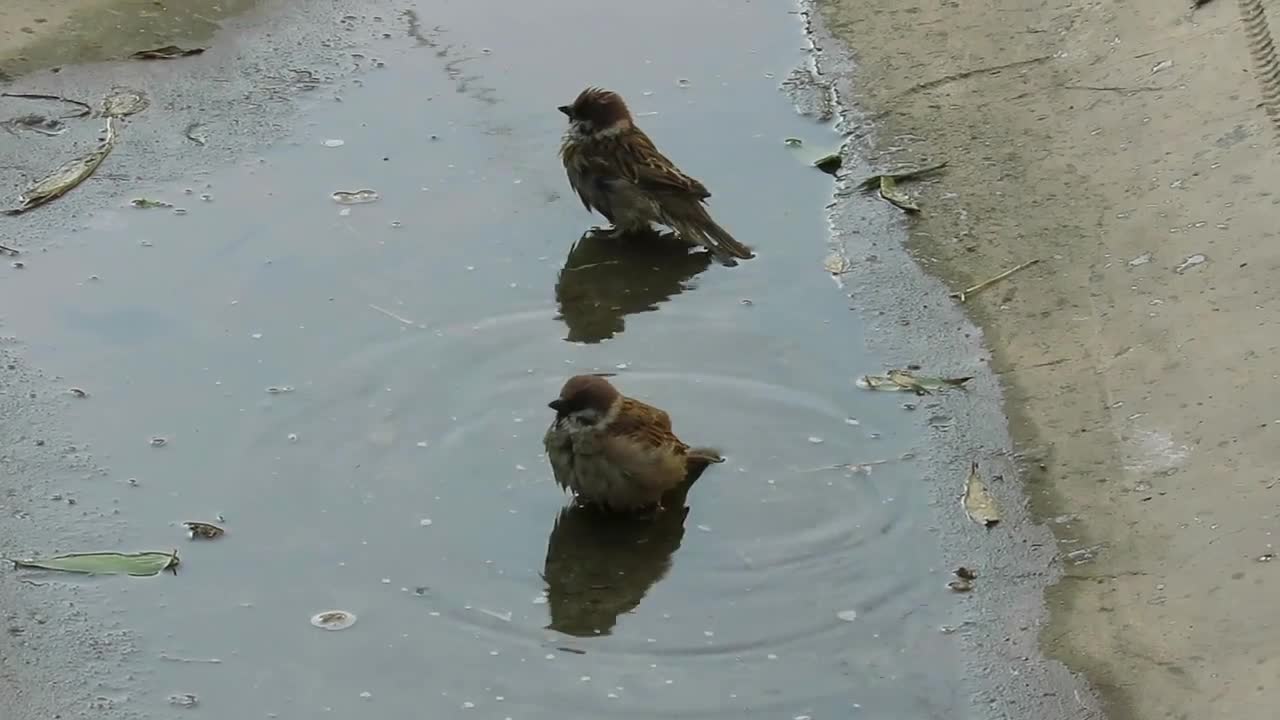 Maya Bird Couples Are Bathing