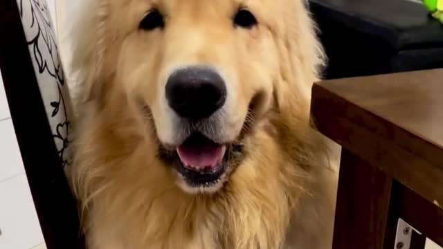 Smart dog sitting on chair