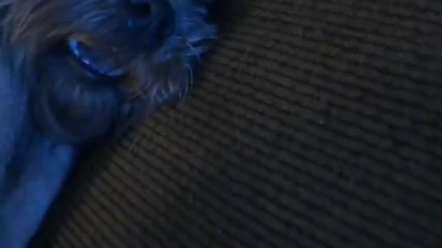 Dog: I really want to escape, but I can't.