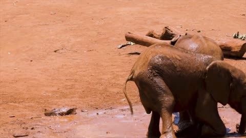 baby elephant elephant playing cute elephant